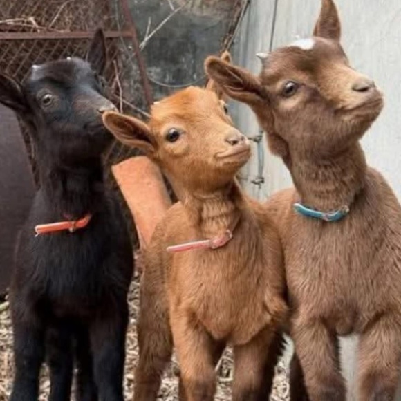 Meet your Posher, Ronda - Picture 5 of 7